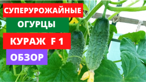 Огурцы Кураж обзор 2022