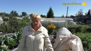 Спасение лука от гнили