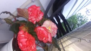 Begonia non-stop rose picotee red and white