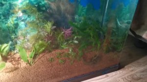 Запускаю "подстольный" аквариум Jebo R-600A. Модернизация!