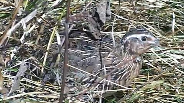 Флора и фауна Кабардино Балкарии 1 смотреть онлайн