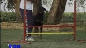 Соревнования собак