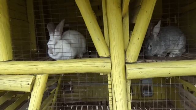 Кормим домашних животных на ранчо смотреть онлайн