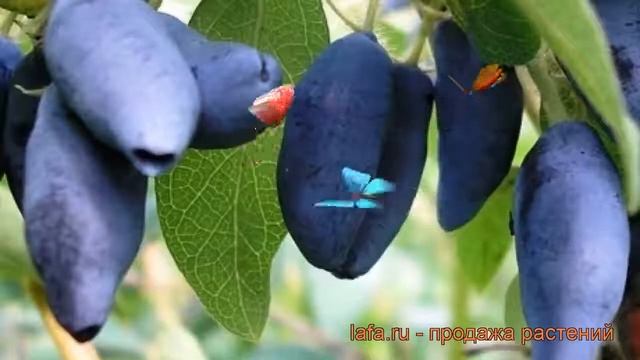 Жимолость съедобная Лебедушка (lebedushka) ? обзор: как сажать, саженцы жимолости Лебедушка смотреть онлайн