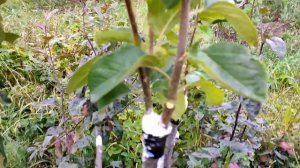 Прививка яблони в августе. Авантюра или нет?