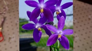 ОРХИДЕЯ – РАЗОЧАРОВАНИЕ из Посылки | Phal. YangYang Blueberry × violacea var. Indigo (clone)