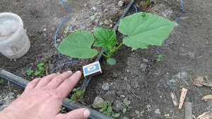 ПОДКОРМКА РАССАДЫ ОГУРЦОВ ФОСФОРНЫМ УДОБРЕНИЕМ!