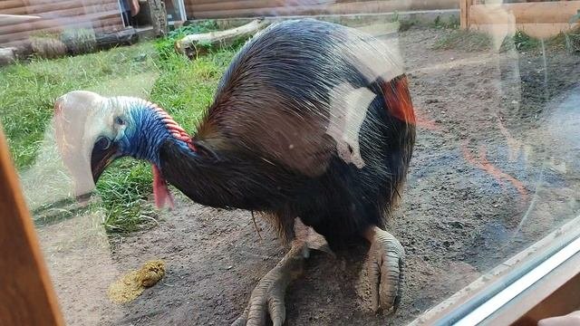 казуар