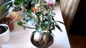 Адениум обесум пинк