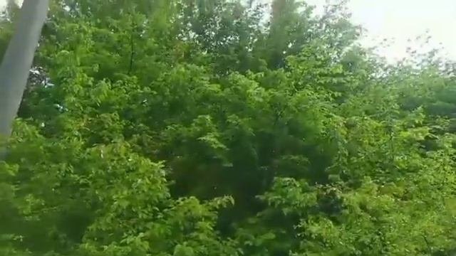 У Тещи не было выбора |Интересные истории из жизни..