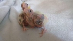 Птенцы кореллы 17 и 18 дней🐔🐔🐔
