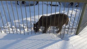 Пума Бостон собственной персоной, для тех кто скучал🐾 ПАРК ЗЕМЛЯ ПРАЙДА❄