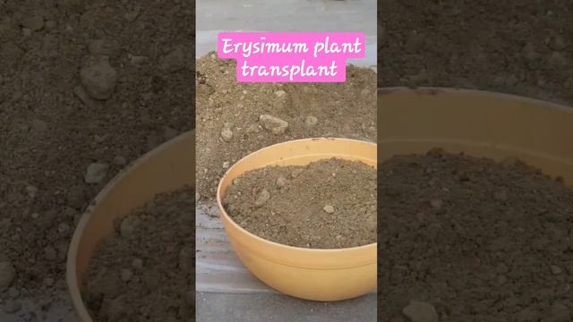 Erysimum Plant Transplant || #shorts