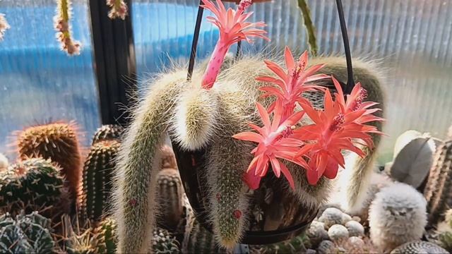 Цветущие в октябре..Kakteen. смотреть онлайн