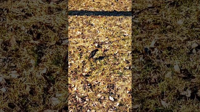 Птицы в городе-18. Скворец смотреть онлайн