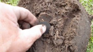 Коп монет 2020год.Minelab Ванквиш 540-числа ВДИ.Сигналы онлайн! Search for coins!Vanquish540.