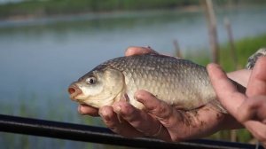 Поплавочная удочка. Глухая оснастка. Часть 2