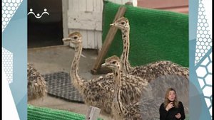 По секрету всему свету. Страус. 2-я Часть  (сурдоперевод)