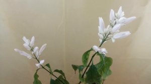 Уайтфельдия, уход, размножение
