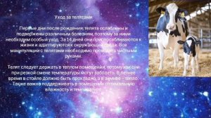 ВСЁ О ГОЛШТИНСКОЙ ПОРОДЕ КОРОВ И БЫКОВ