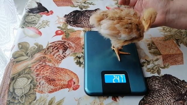 Вес голошейных цыплят и доминантов. Возраст 2 недели.Мясо- яичные куры. Голошейный цветной бройлер.