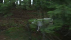 Как человеку удалось приручить волка и превратить его в собаку