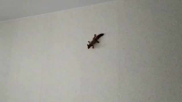 Белки лазают по стенкам?Squirrels climb the walls смотреть онлайн