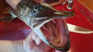 Просто рыбалка