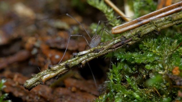 Питание сенокосцев смотреть онлайн