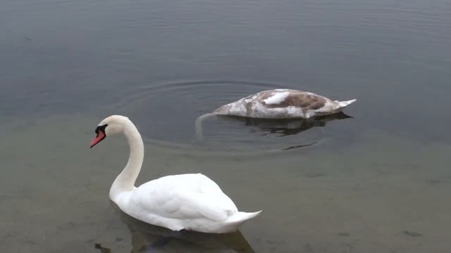 Лебеди на воде. смотреть онлайн