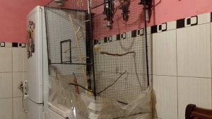 Попугай Неразлучник чихает