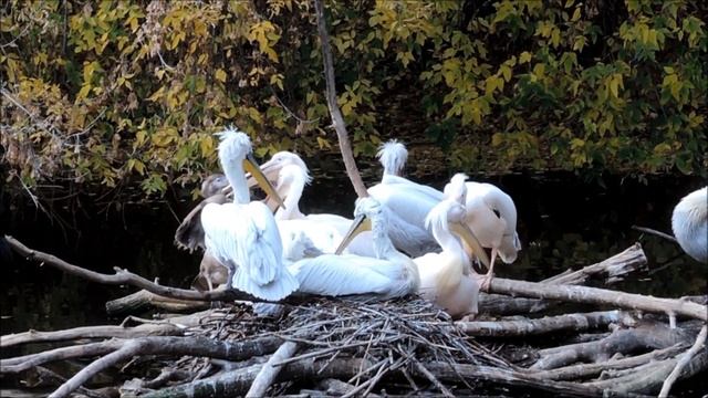 Московский зоопарк 2020. Как пеликаны кормят птенцов (Moscow Zoo)
