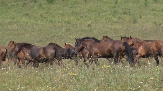 Жеребец прогнал непрошенных гостей смотреть онлайн