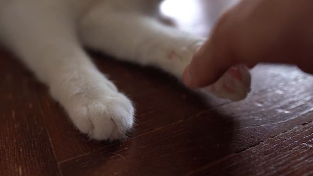 ПИЦЦА НА СКОВОРОДКЕ / ПРОВЕРЯЕМ 3 РЕЦЕПТА :3 смотреть онлайн