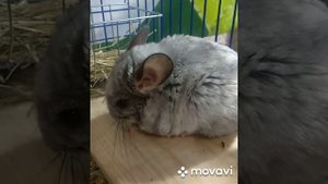 Как ухаживать за шиншиллой?