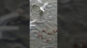 Уток в речке кормят хлебом , а чайки этот хлеб отбирают.