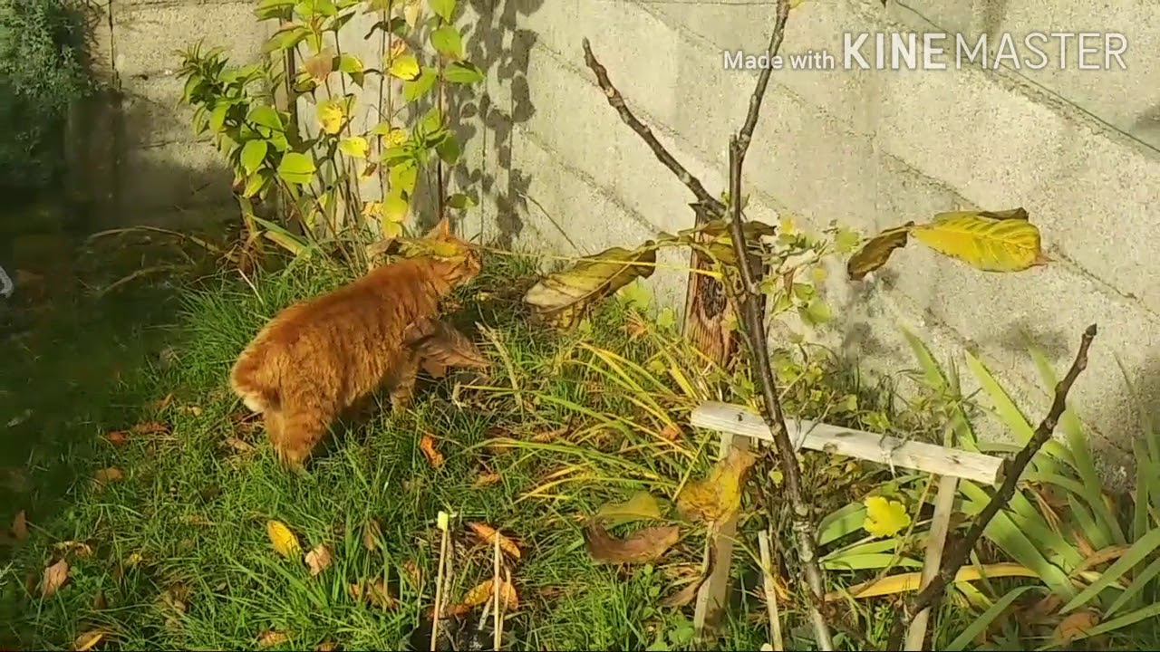 Бабье лето во Франции... Осенний сад и Бонька охотник!