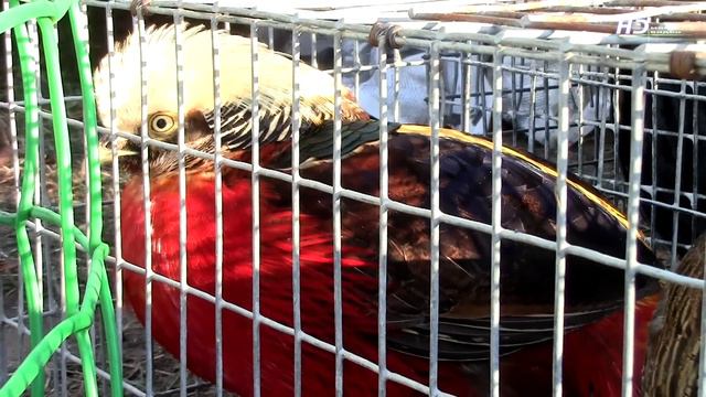 Птичий рынок в г. Кропоткине. Ноябрь 2013. смотреть онлайн