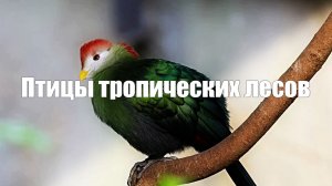 Видео  1 час Птицы тропических лесов. Фото и звуки природы для релакса и отдыха