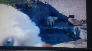 Два белых медведа...отрывок из нового видео