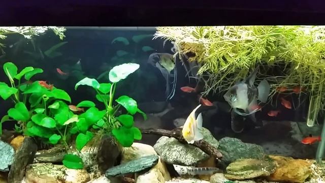 Dead Serpae Tetra (Red Minor) In My Angelfish Tank. смотреть онлайн