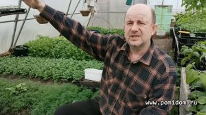 Защита помидоров от Заморозков. Чтобы рассада Томатов не замёрзла. Ночью Заморозки, что делать ?