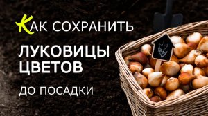 Как сохранить луковицы цветов до посадки