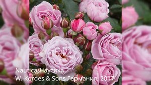 Лучшие флорибунды для моего сада с названиями сортов!