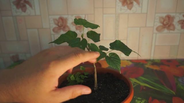 Выращивание бонсай в домашних условиях (Липа). Часть 2
