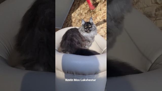 Kevin Mos Lakshestar котенок мейн кун 3 месяца 2 недели