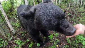 Мухоморы медведи тоже не едят.