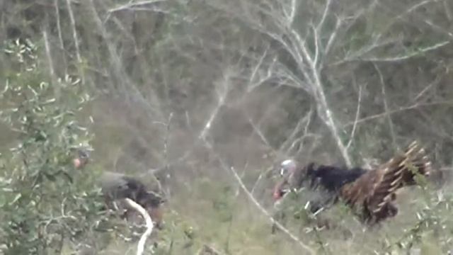South Texas Wild Turkey (Meleagris gallopavo) at LHK Ranch смотреть онлайн