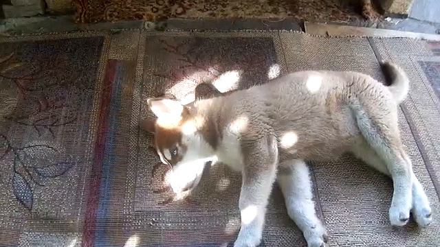 Маленькая,рыженькая ,хася... смотреть онлайн