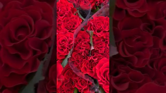 Шикарные алые розы 🌹 это огромный символ Любви!🥰Самой яркой и Страстной!